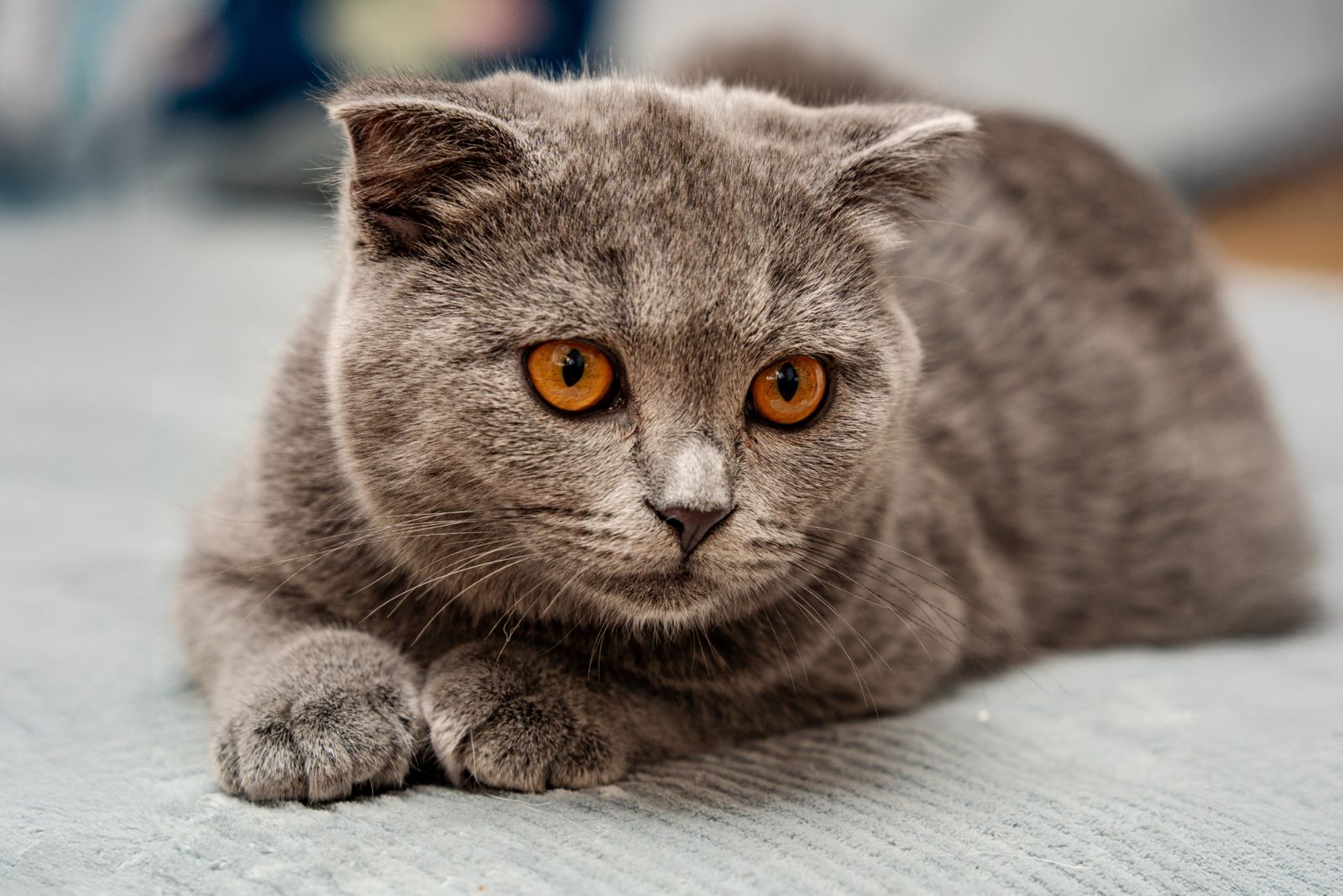 A fluffy grey British Shorthair cat with orange eyes resting indoors