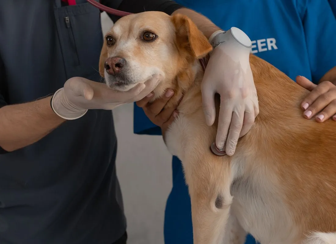 Veterinary team examining a dog at a clinic